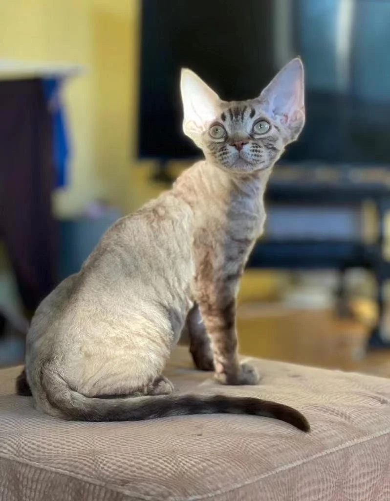 Our Cats — HQ Lovely Cattery